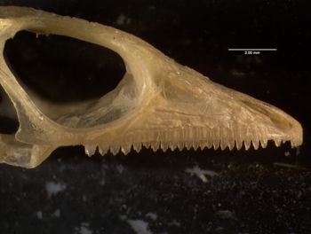 Media type: image;   Herpetology R-132042